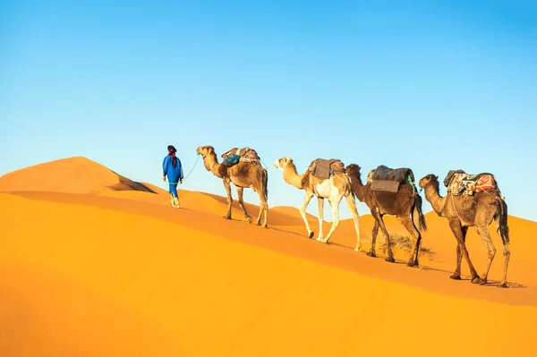 Camel caravan on the Sahara desert — Stock Photo, Image