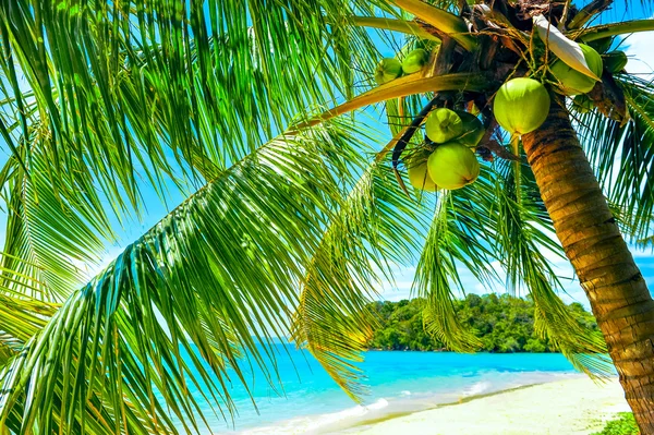 Palm och tropical beach. Semester-konceptet — Stockfoto