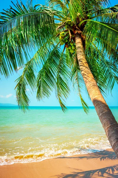 Vista de la bonita playa tropical con palmeras alrededor —  Fotos de Stock