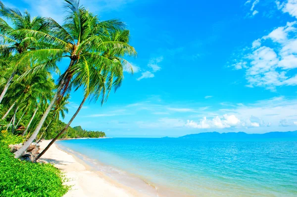 Costa tropicale, spiaggia con palme appese — Foto Stock