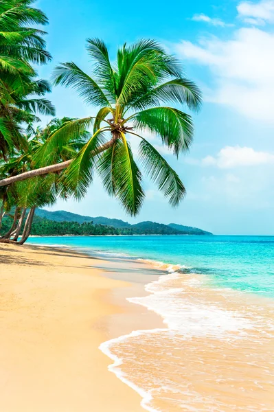 Vista da praia tropical agradável com palmas ao redor — Fotografia de Stock