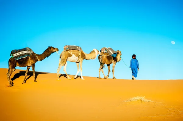 Kameel caravan verplaatsen in Saharawoestijn in ochtend. — Stockfoto