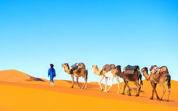 Camel caravane sur le désert du Sahara — Photo