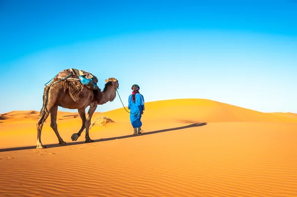 Caravana de camellos atravesando las dunas del desierto del Sahara — Foto de Stock