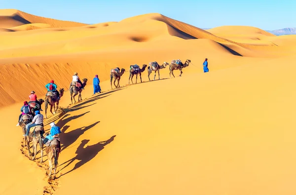 Velbloudí karavana prochází písečných dun v poušti sahara — Stock fotografie