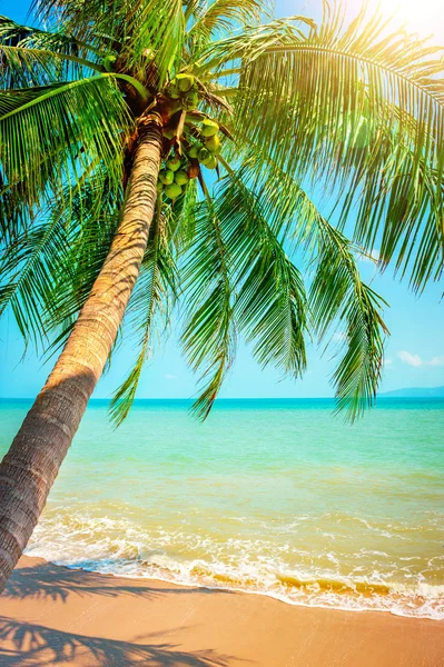 Vista da praia tropical agradável com palmas ao redor — Fotografia de Stock