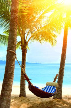 palmiye ağaçları arasında boş hamak