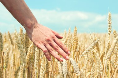 Elinde buğday kulağı var. Hasat konsepti