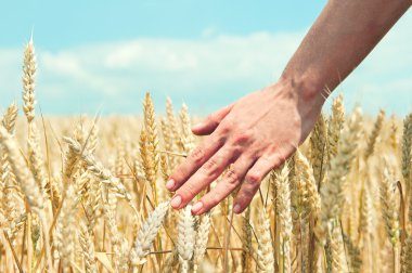 Elinde buğday kulağı var. Hasat konsepti