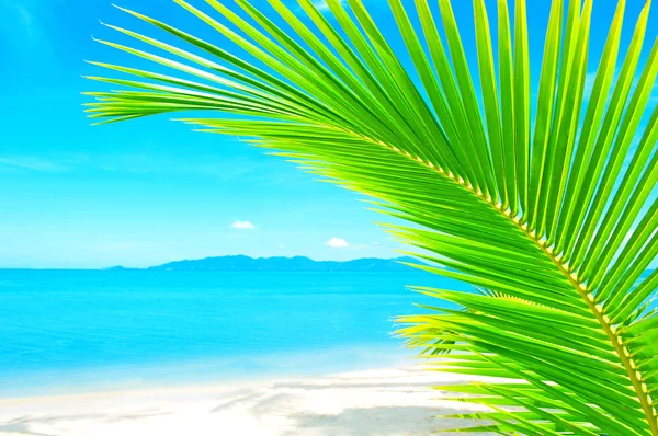 美丽的海滩和棕榈树在沙滩上面 — 图库照片
