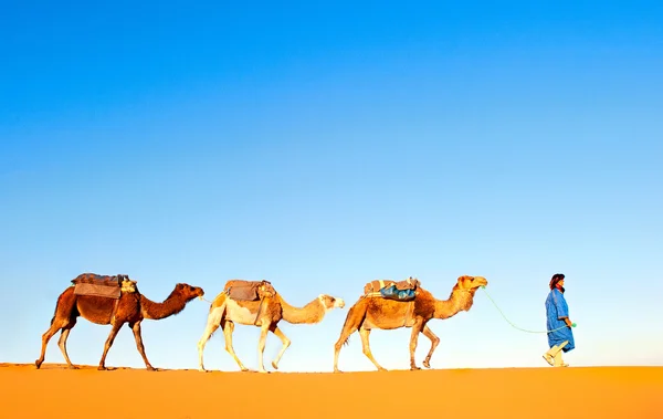 Caravana de camellos en el desierto del Sahara — Foto de Stock