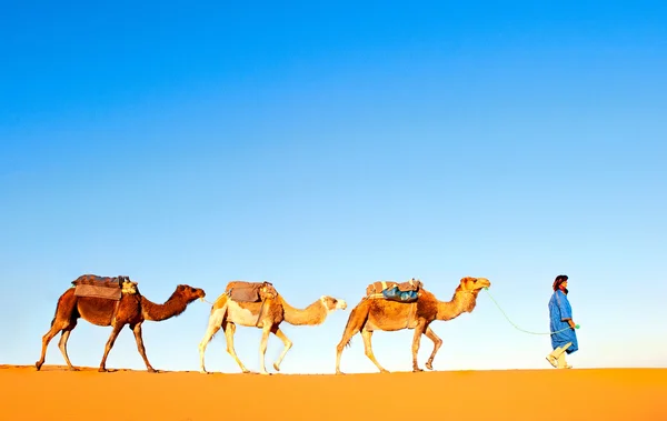 Camel caravane sur le désert du Sahara — Photo