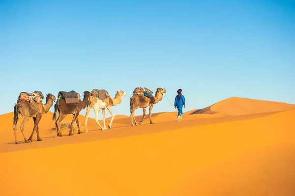 Caravana de camelo no deserto do Saara — Fotografia de Stock