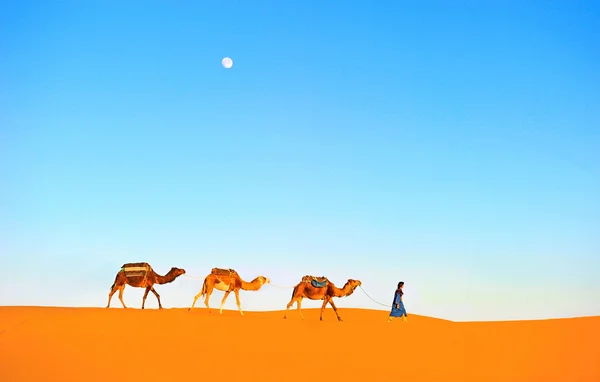 Караван верблюдов в пустыне Сахара — стоковое фото