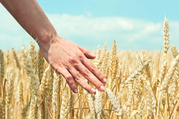 Elinde buğday kulağı var. Hasat konsepti