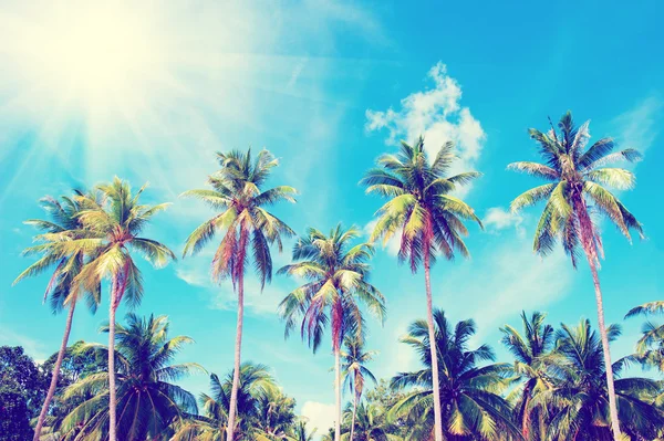 Coconut palm trees perspektivvy. Semester-konceptet — Stockfoto