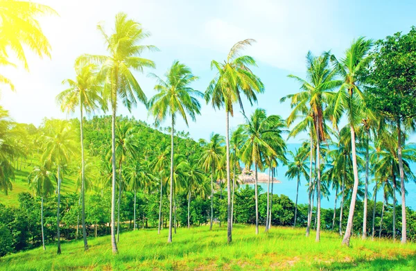 Costa tropicale, spiaggia con palme appese — Foto Stock