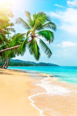 Etrafta palmiyeler olan güzel tropikal plaj manzarası. Tatil ve Tatil