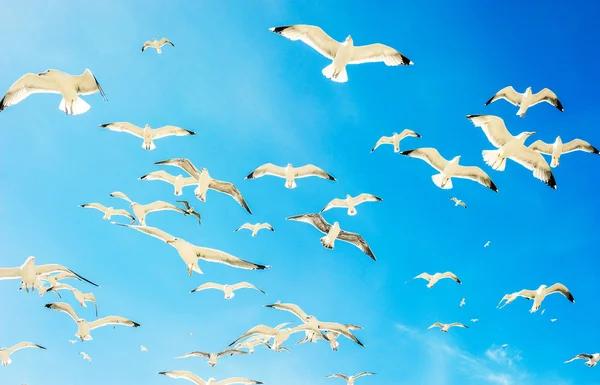 Grupo de gaviotas marinas contra un cielo azul con nubes — Foto de Stock