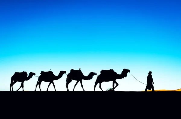 Караван верблюдов проходит через песчаные дюны в пустыне Сахара — стоковое фото