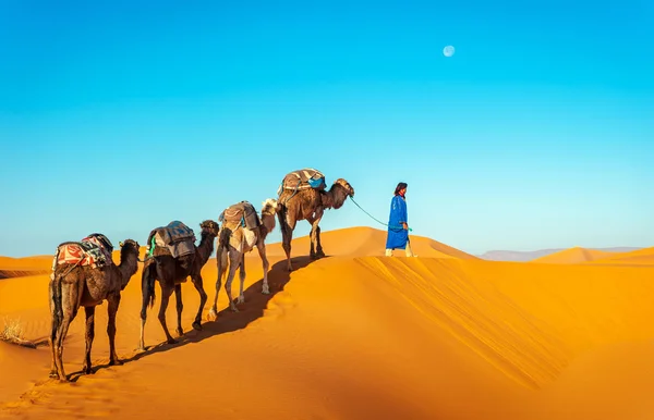 Kameel caravan gaan door de duinen in de Saharawoestijn — Stockfoto