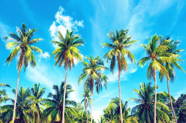 ココヤシの木の木斜視図。休日と休暇のコンセプト — ストック写真