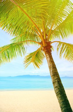 Tropik sahil, asmak palmiye ağaçları ile plaj