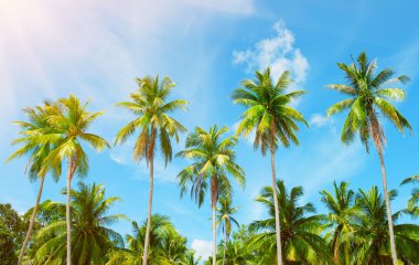 Hindistan cevizi hurma ağaçları perspektif görünüm