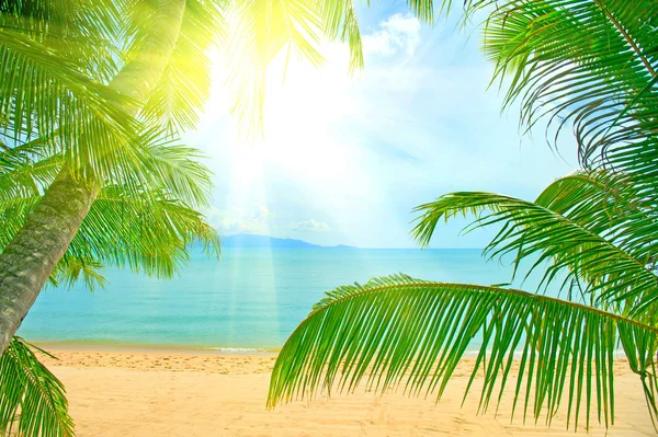 Prachtig strand met een palmboom over het zand — Stockfoto