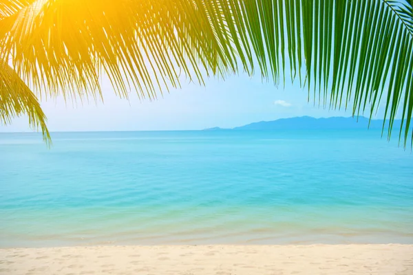 Palmeira deixa sobre praia de luxo — Fotografia de Stock