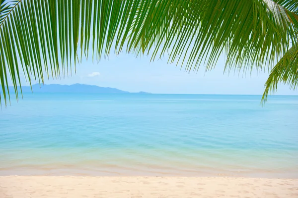 Palm träd löv över lyx strand — Stockfoto