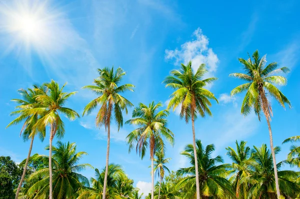 Coconut palm trees perspective view — Stock Photo, Image