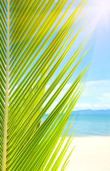 Bella spiaggia con palma sopra la sabbia — Foto Stock
