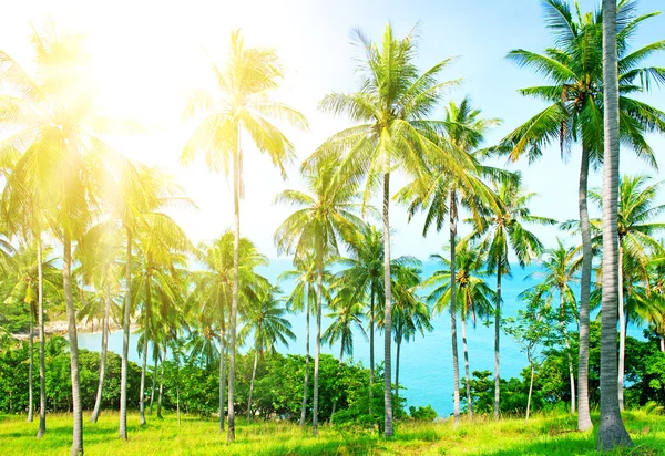 Praia bonita com palmeira sobre a areia — Fotografia de Stock