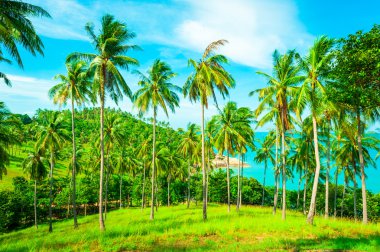 Tropik sahil, asmak palmiye ağaçları ile plaj. 