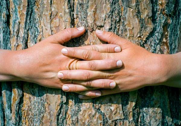 Manos abrazando un tronco de un árbol en el parque de verano — Foto de Stock