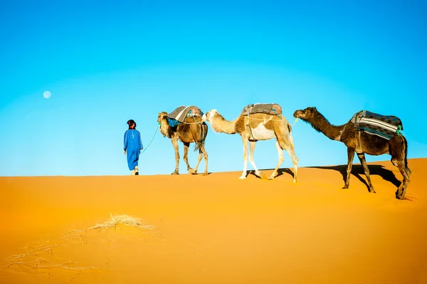 Camel caravan moving in Sahara desert in morning. — Stock Photo, Image