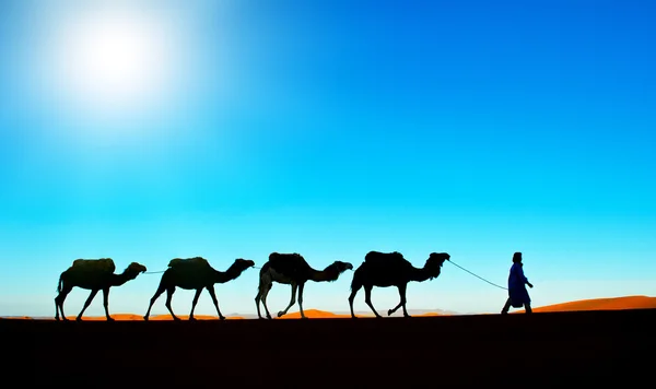 Caravana de camellos en el desierto del Sahara — Foto de Stock