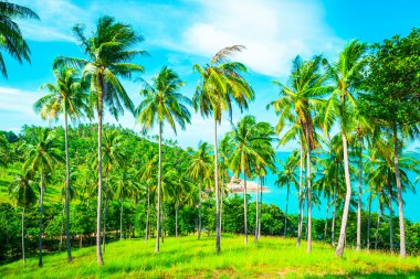 Plajda palmiye ağaçları olan güzel tropikal gün batımı
