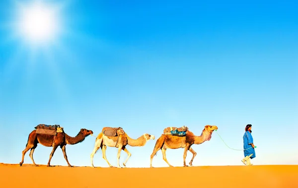 Kameel caravan op de Saharawoestijn — Stockfoto