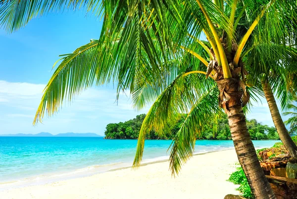 Veduta della bella spiaggia tropicale con alcune palme intorno — Foto Stock