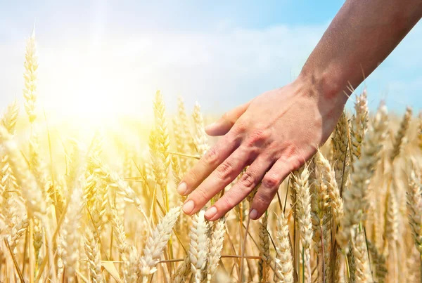 Wheat ears in the hand.