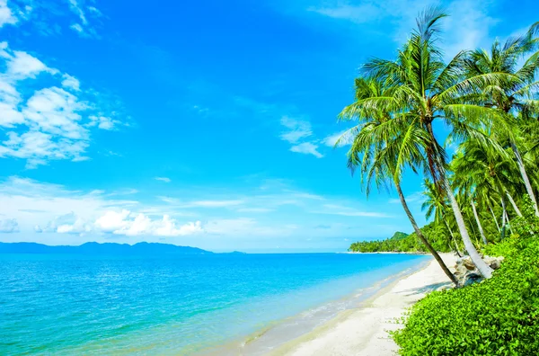 Costa tropical, praia com palmeiras penduradas — Fotografia de Stock