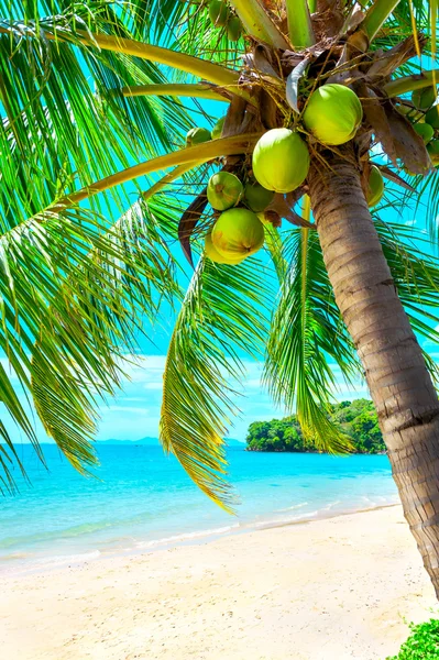 Palm and tropical beach — Stock Photo, Image