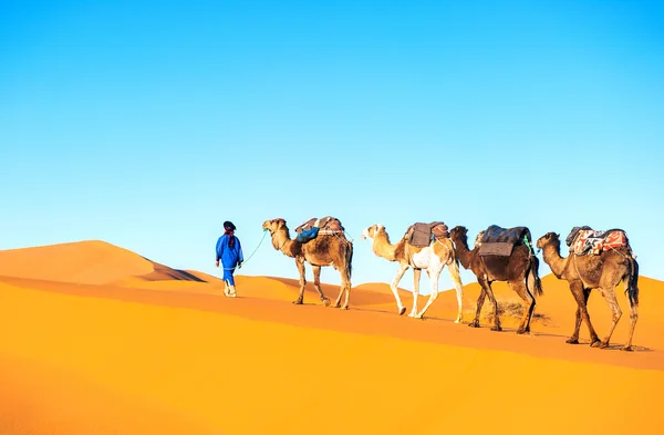 Kameel caravan op de Saharawoestijn Rechtenvrije Stockfoto's