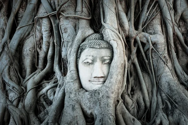 Cabeza de buda cubierta por las raíces de un árbol en Ayutthaya . —  Fotos de Stock