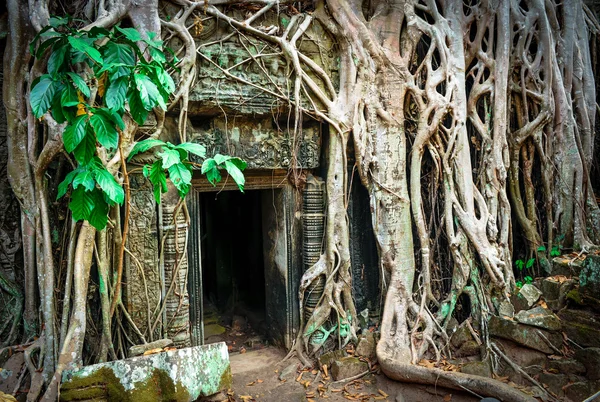 Templo Ta Prohm, Angkor, Camboya Imágenes de stock libres de derechos