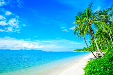 Tropik sahil, asmak palmiye ağaçları ile plaj