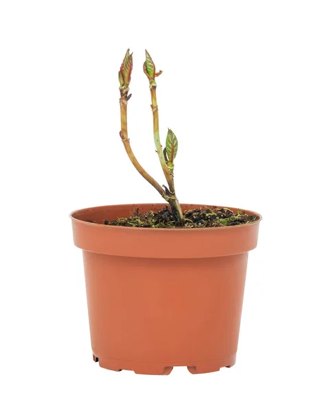Young plant in a flower pot on a white background — Stockfoto