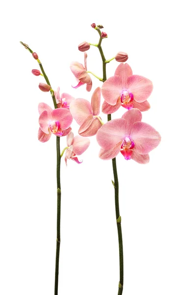 Orchidea virágok elszigetelt — Stock Fotó